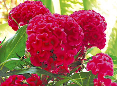 گل تاج خروس رشته‌ای